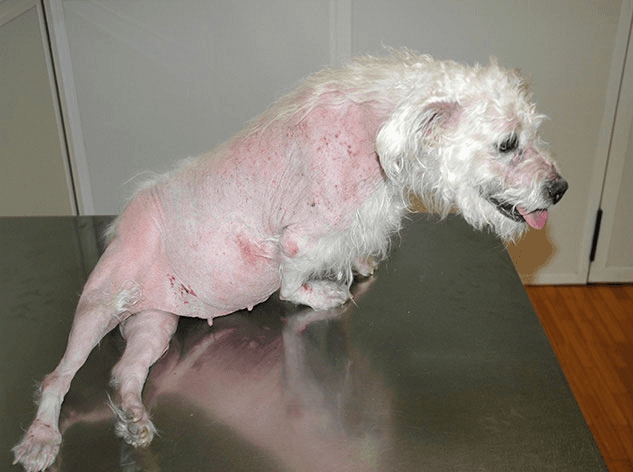 cushings pseudomyotonia dog