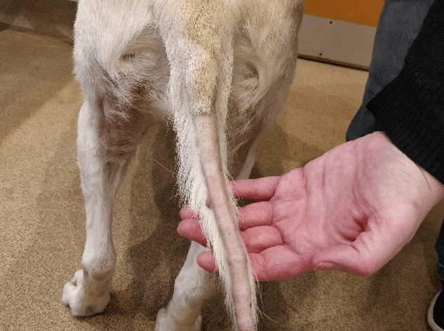 cushings rat-tail dogs