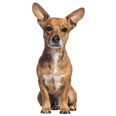 otitis externa u psów